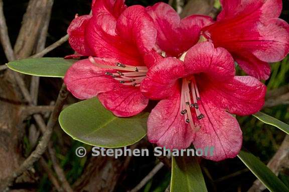 rhododendron neriflorum ssp neriflorum subsect neriflorum 1 graphic
